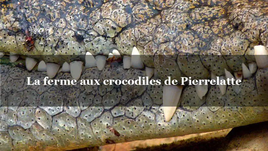 Ferme aux crocodiles : frissons aux portes de Montélimar – Drome