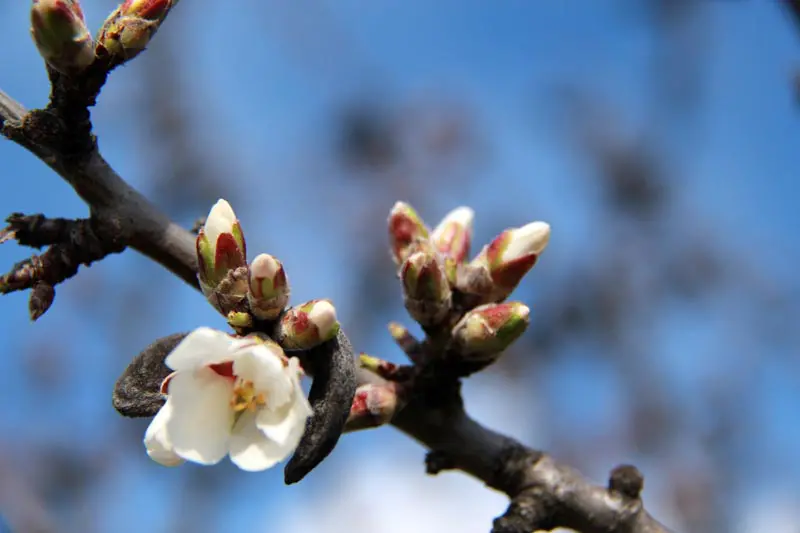 3 super photos d’amandiers en fleurs près du gite à Montélimar