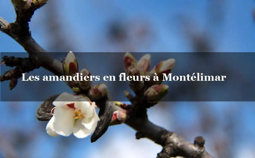 3 super photos d’amandiers en fleurs près du gite à Montélimar