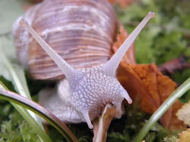 Drôme et Ardèche : les escargots, une production insolite à visiter