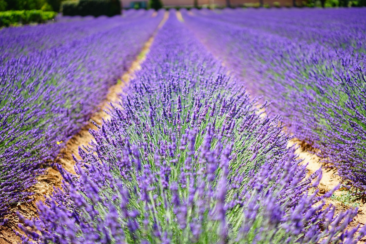 Montélimar en Drôme Provençale : La Ville où il fait bon vivre (en 2020)