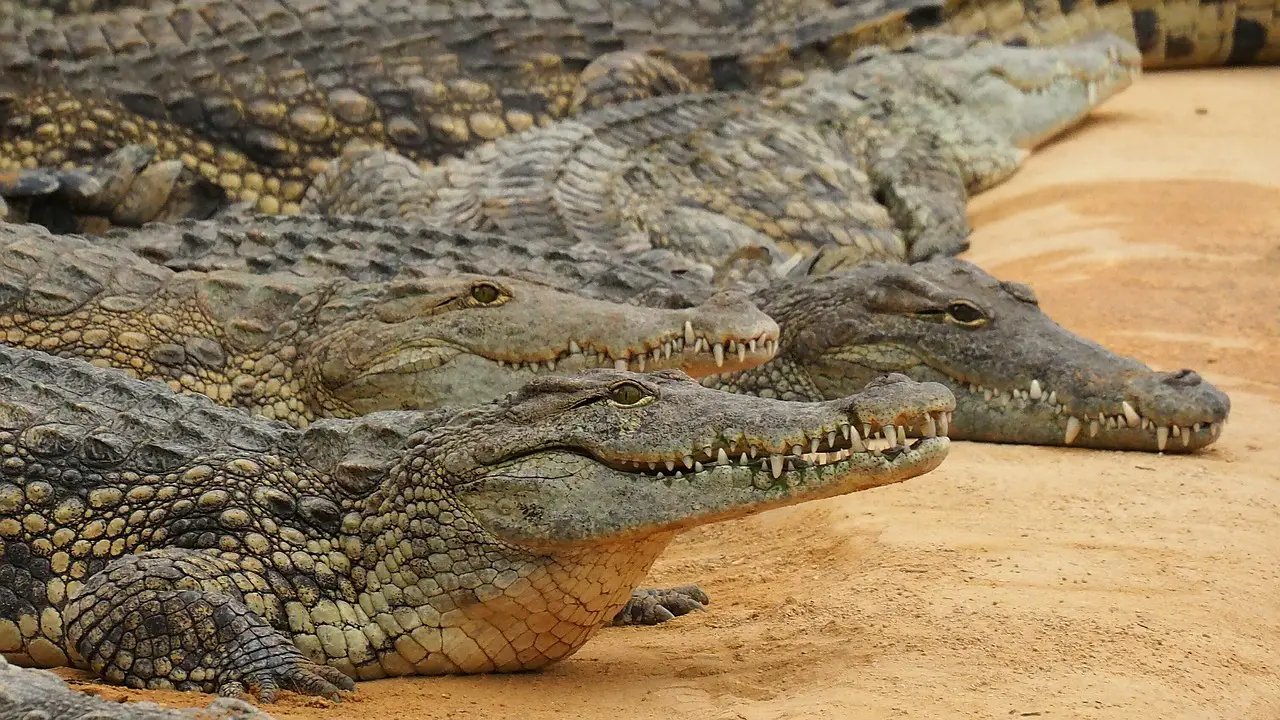 La ferme aux crocodiles près de Montélimar : notre avis de spécialistes
