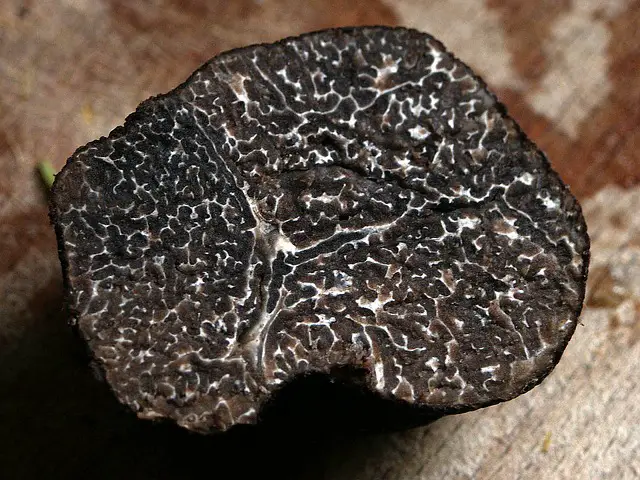 La truffe : un produit du terroir Drômois exceptionnel
