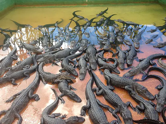 La ferme aux crocodiles : Les tarifs (en 2020)