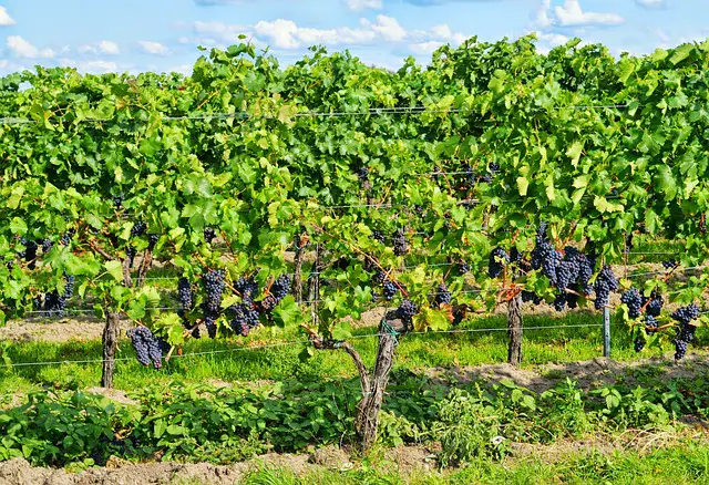 visite à Grignan