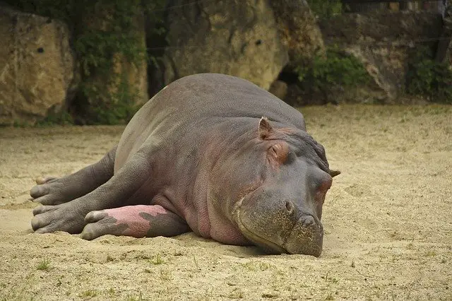 Parc zoologique Montpellier