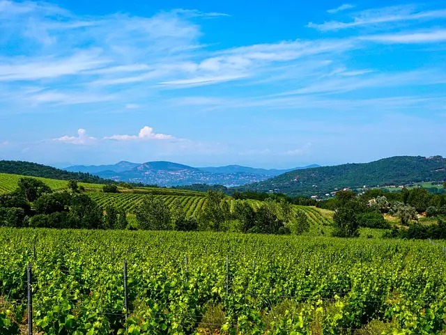 vignoble de Diois