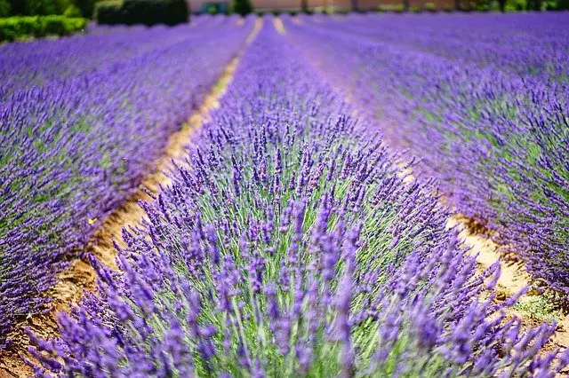 Couleur lavande à Montélimar : ce que vous devez savoir (en 2020)