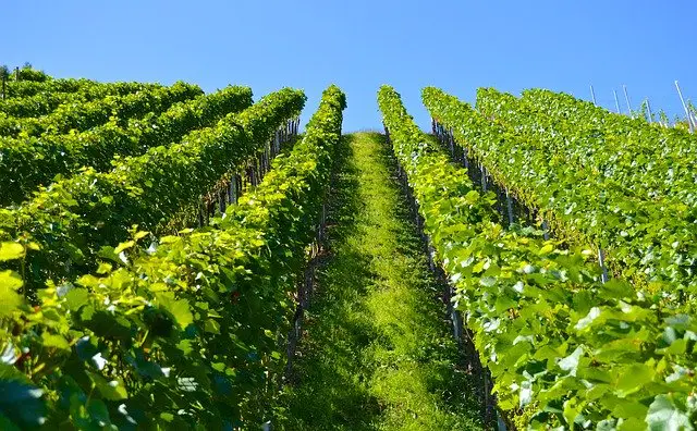 Vin Grignan Les Adhémar : son histoire secrète (un nouveau nom)