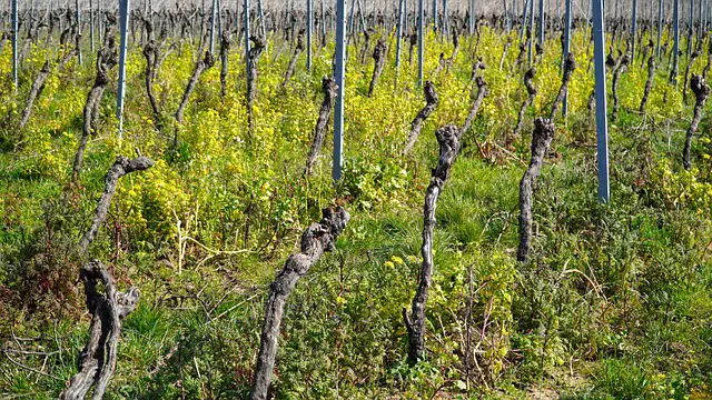 vignoble