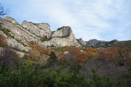 forêt de Saou